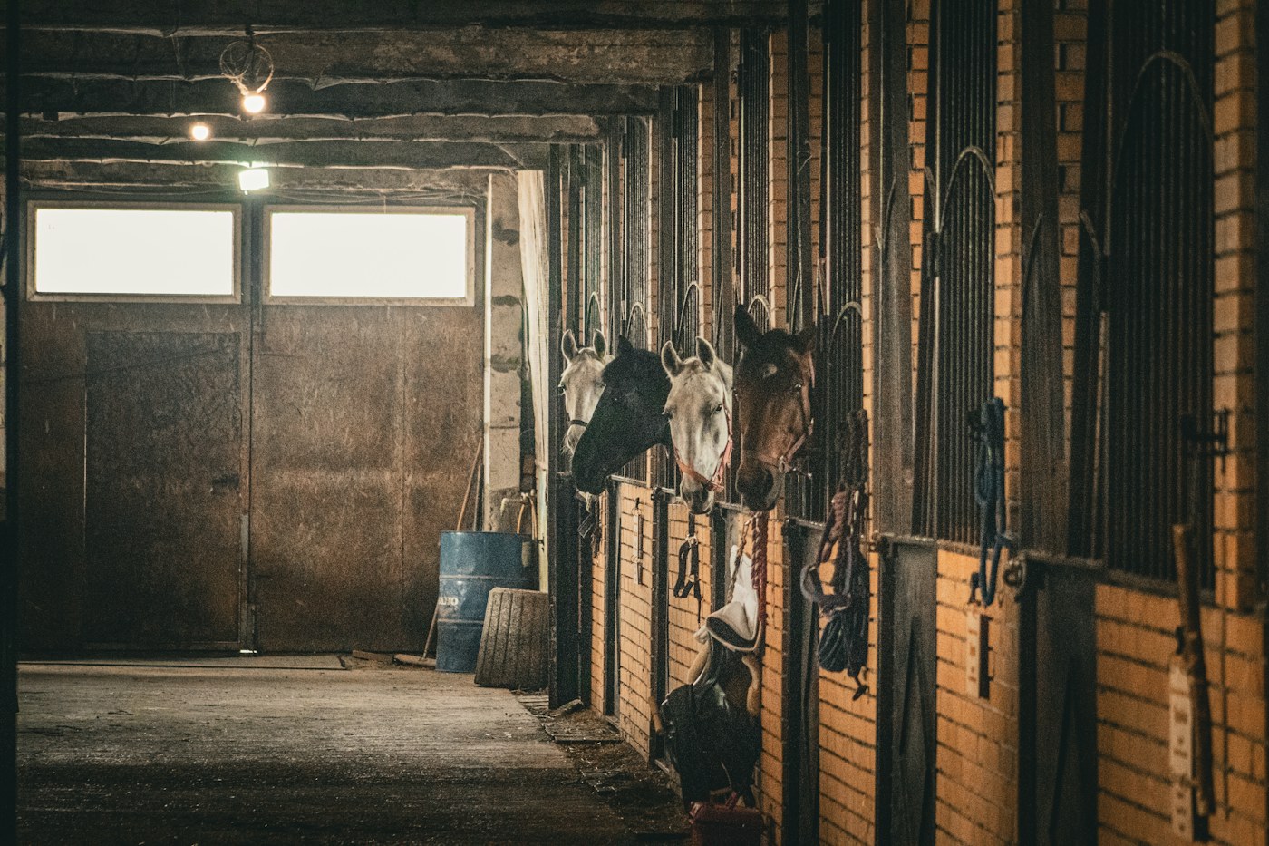 Two horses resting in their stable stalls